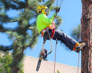 service-tree-service