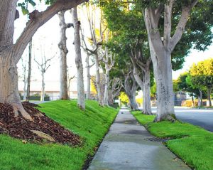 Commercial Landscape Maintenance