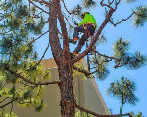 Commercial Tree Trimming