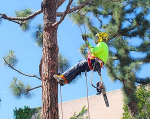 Commercial Tree Trimming & Removal